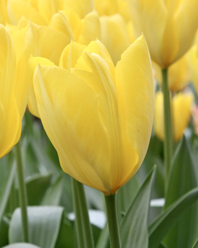 TULIPÁN Candela   11/12, 100 ks